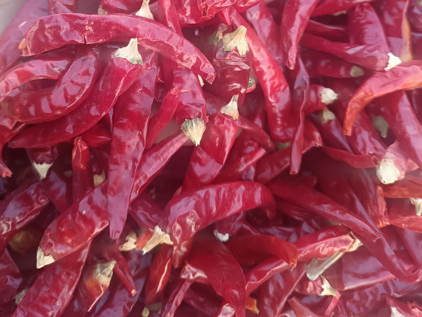 內(nèi)蒙829辣椒